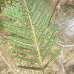 Acacia mearnsii