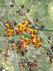 Daviesia leptophylla