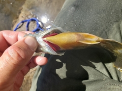 Lepomis macrochirus × cyanellus