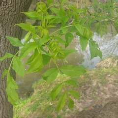 Fraxinus angustifolia