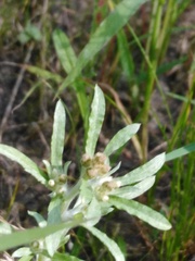 Gnaphalium rossicum