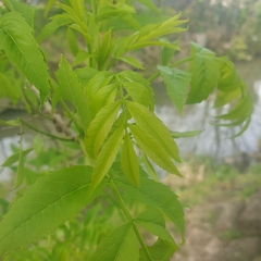 Fraxinus angustifolia