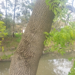 Fraxinus angustifolia