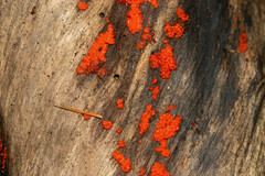 Tulasnella aurantiaca