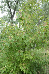 Cornus drummondii