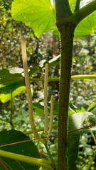 Piper umbellatum