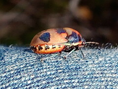 Choerocoris paganus