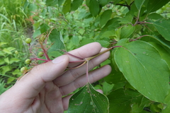 Cornus drummondii