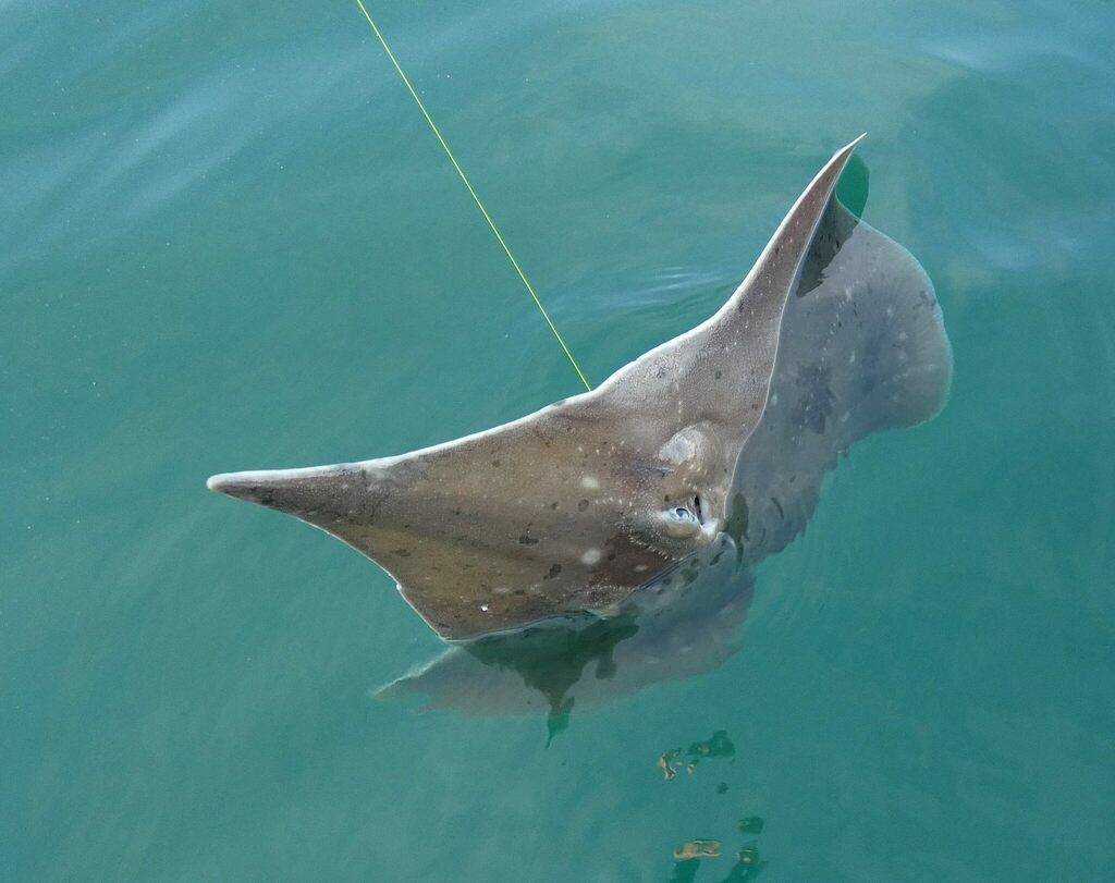 Photo of Longnose skate (Dipturus oxyrinchus)