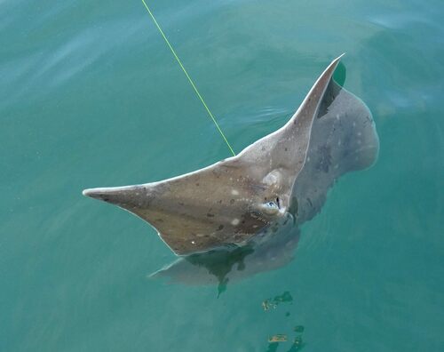 Photo of Longnose skate (Dipturus oxyrinchus)