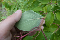 Cornus drummondii