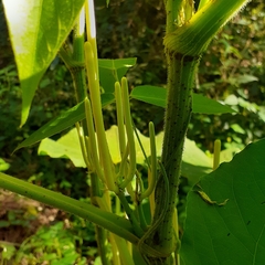 Piper umbellatum