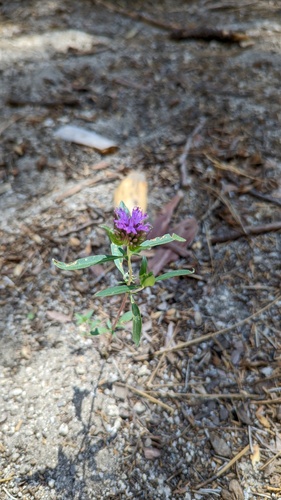 iNaturalist observation photo of Brewer's Monardella