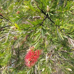 Melaleuca viminalis