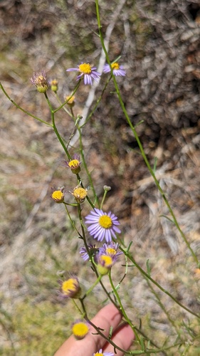 iNaturalist observation photo of Leafy Fleabane