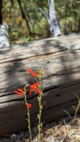 iNaturalist observation photo of San Gabriel beardtongue