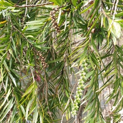 Melaleuca viminalis