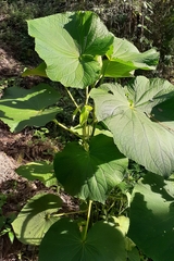 Piper umbellatum