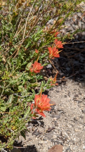 iNaturalist observation photo of Paintbrushes