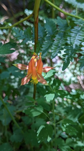 iNaturalist observation photo of western columbine