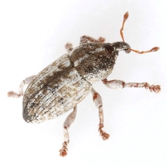 Notiodes depressus