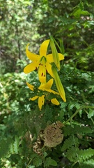 Lilium parryi