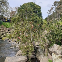 Melaleuca viminalis