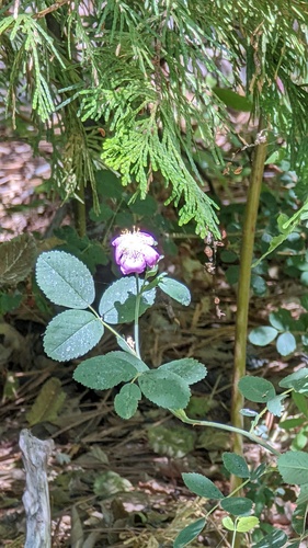 iNaturalist observation photo of California Wild Rose