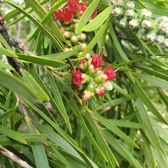 Melaleuca viminalis