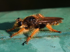 Pogonosoma maroccanum