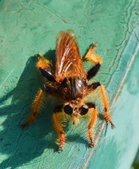 Pogonosoma maroccanum
