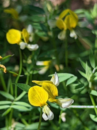 iNaturalist observation photo of streambank bird's-foot trefoil