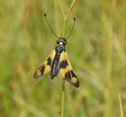 Libelloides macaronius photo 5