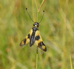 Libelloides macaronius