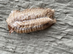 Pseudomantis