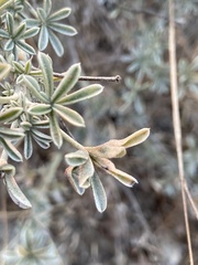 Dasineura lupinorum