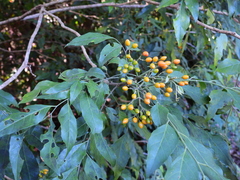 Micromelum minutum