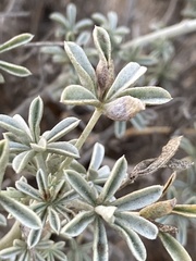 Dasineura lupinorum