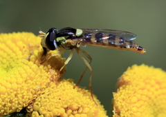 Sphaerophoria scripta