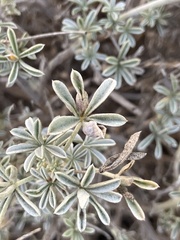 Dasineura lupinorum