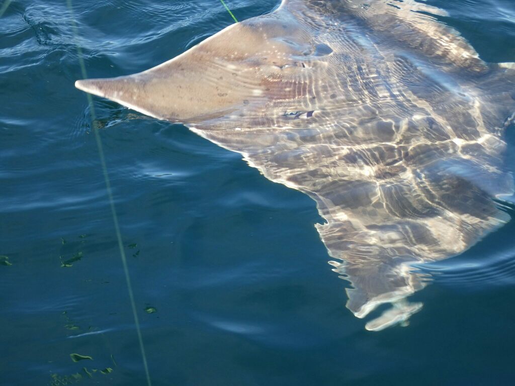 Longnosed skate (Dipturus oxyrinchus) — Rajidae