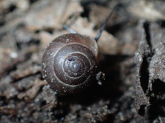 Helicina orbiculata