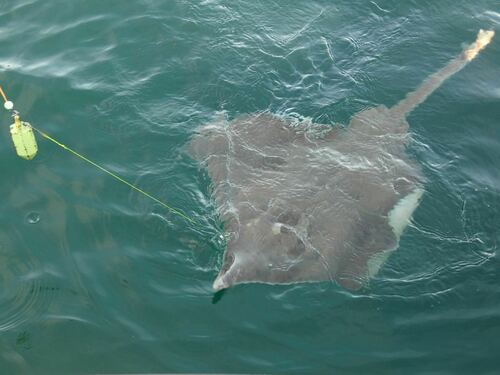 Photo of Longnose skate (Dipturus oxyrinchus)