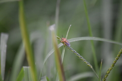 Oebalus