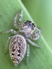 Opisthoncus nigrofemoratus