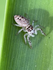 Opisthoncus nigrofemoratus