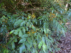 Micromelum minutum