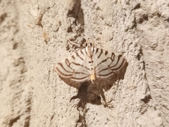 Conchylodes ovulalis