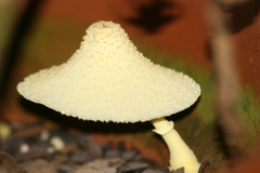 Leucocoprinus birnbaumii