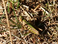 Omocestus viridulus